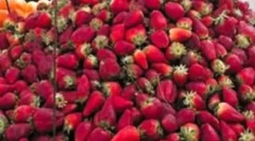 تفاوت أسعار الفاكهة في أسواق القليوبية اليوم الأحد وسط إقبال على شراء الفراولة